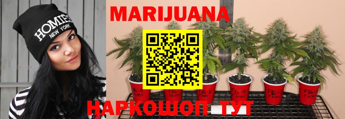 Канабис планчик Сочи